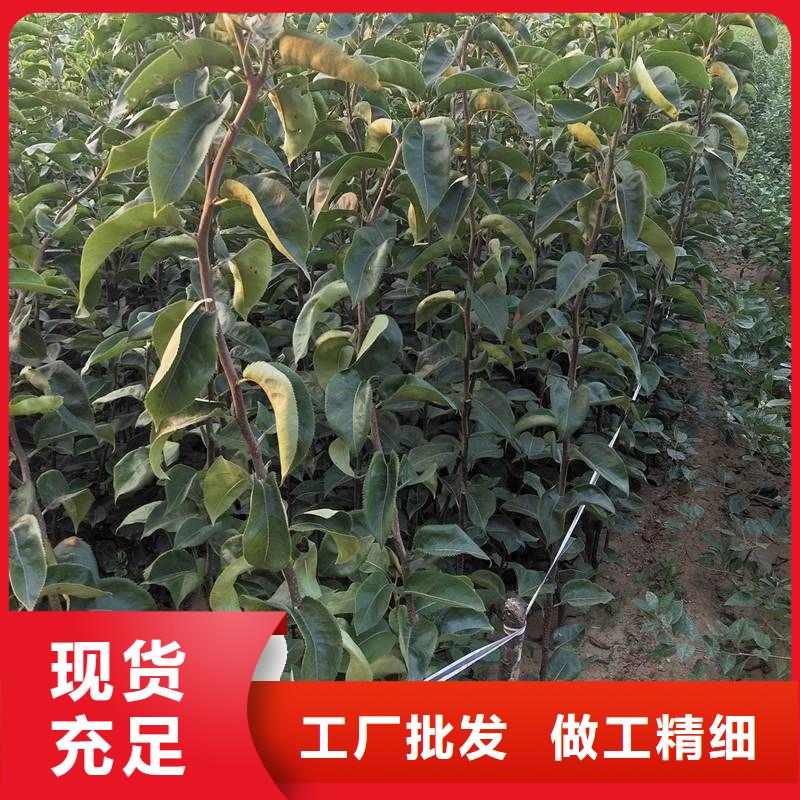 梨秋月梨樹苗誠信商家服務(wù)熱情