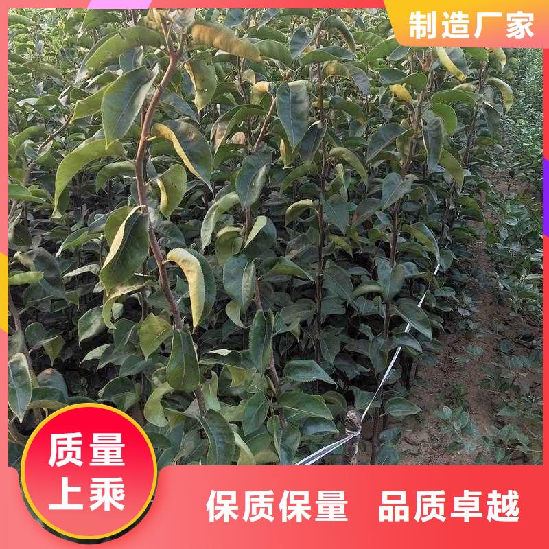 秋月梨樹(shù)苗種植方法及時(shí)間