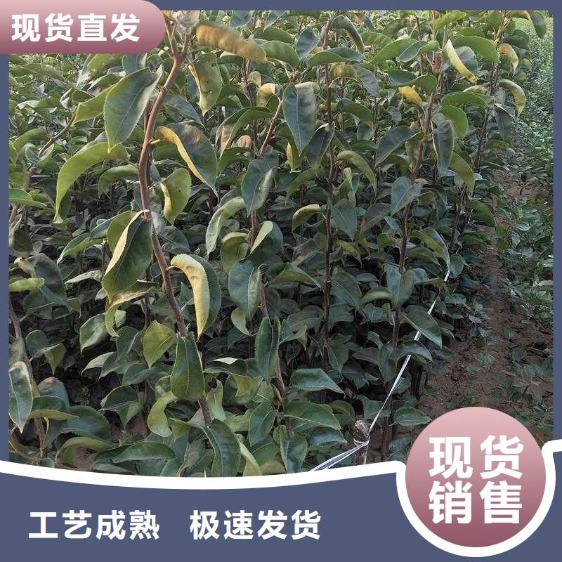 秋月梨苗品種