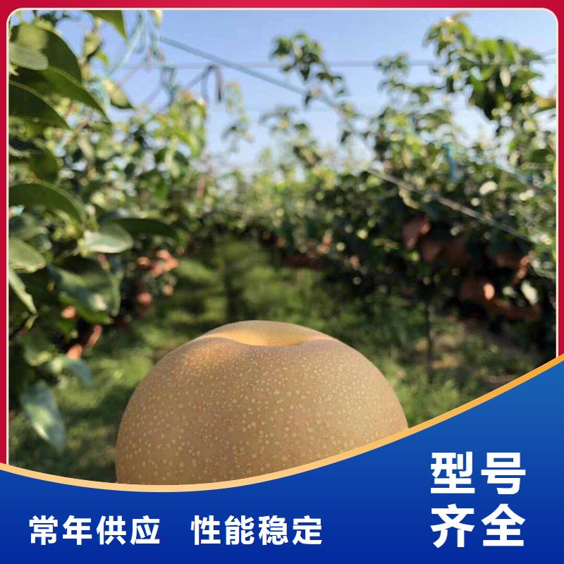 梨秋月梨樹苗多種場(chǎng)景適用