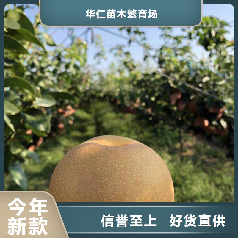 秋月梨種植苗生產(chǎn)基地