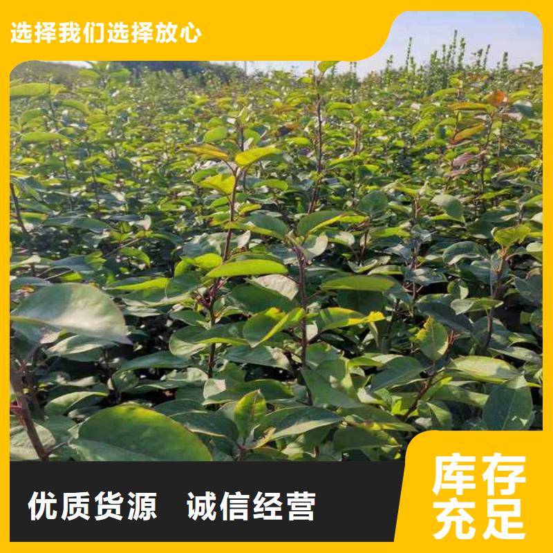 梨_新梨7號(hào)梨樹(shù)苗本地廠家值得信賴