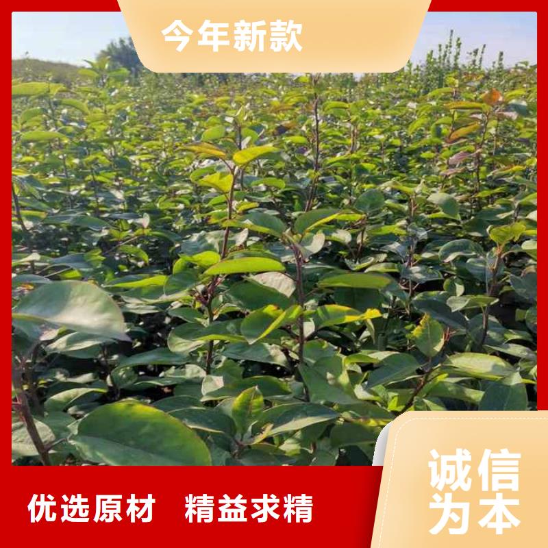 秋月梨種植苗生產(chǎn)基地