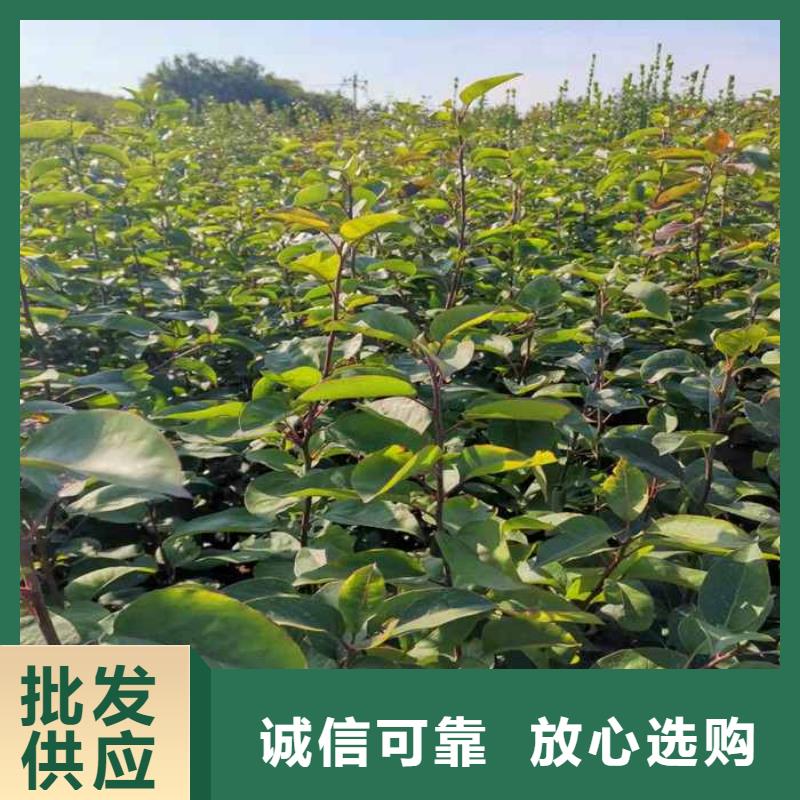 梨皇冠梨樹苗生產(chǎn)經(jīng)驗(yàn)豐富