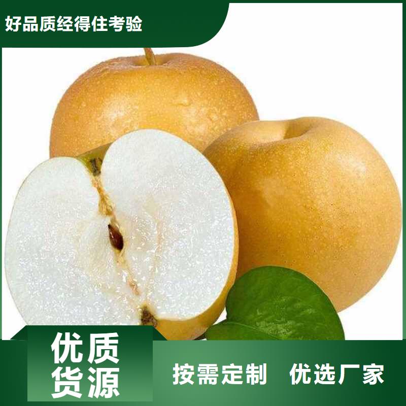 梨秋月梨樹苗多種場景適用