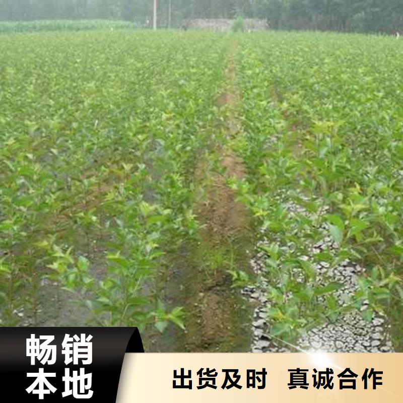 秋月梨種植苗生產(chǎn)基地