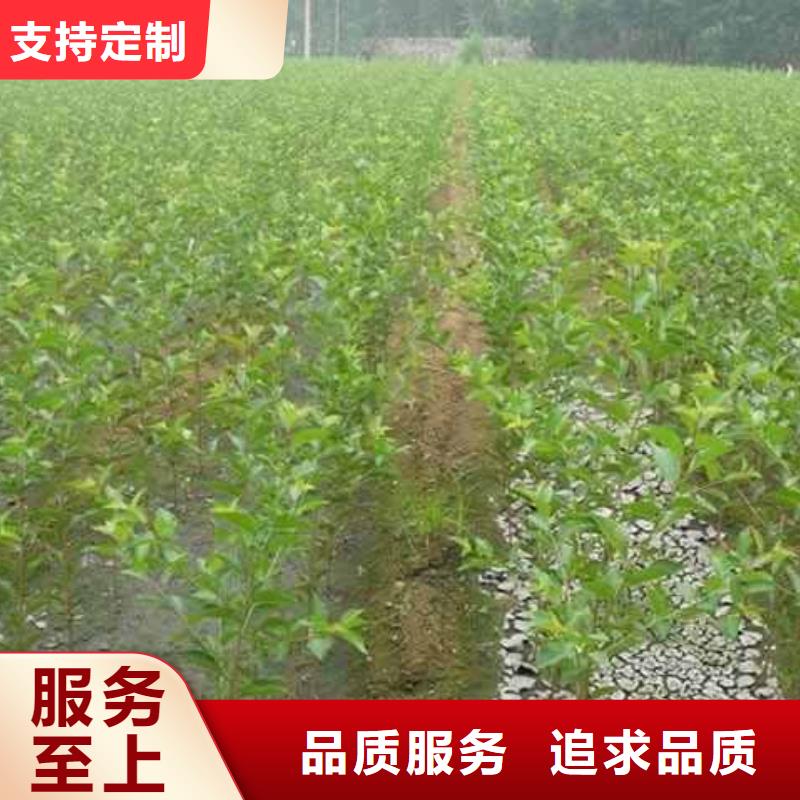 梨秋月梨樹苗多種場景適用