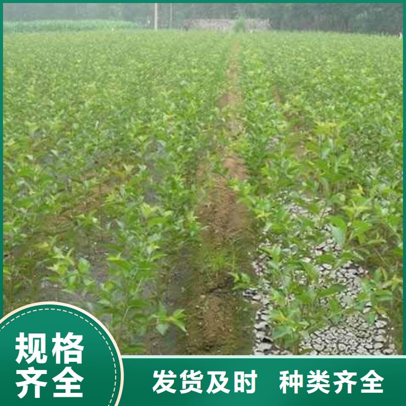 梨皇冠梨樹苗生產(chǎn)經(jīng)驗(yàn)豐富