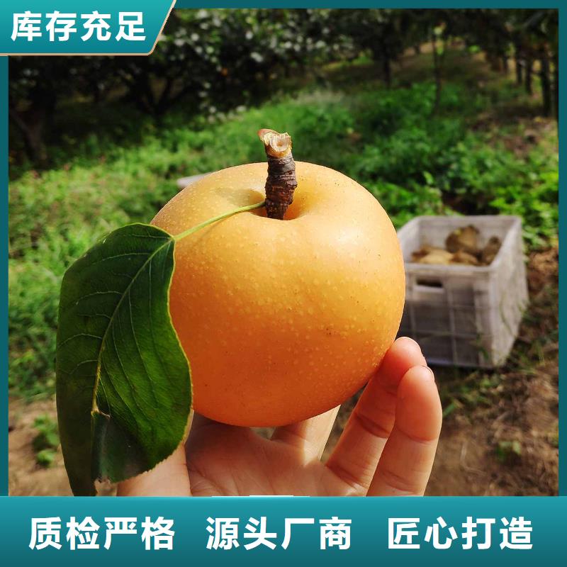 梨皇冠梨樹苗生產(chǎn)經(jīng)驗(yàn)豐富