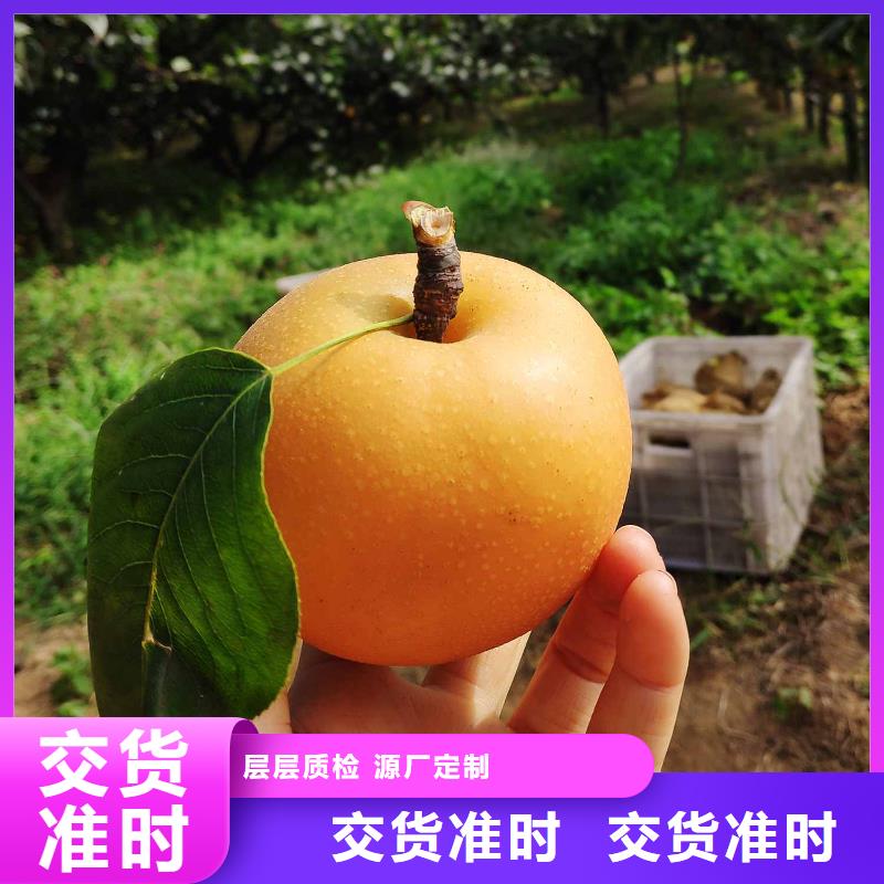 梨梨樹苗基地訂購
