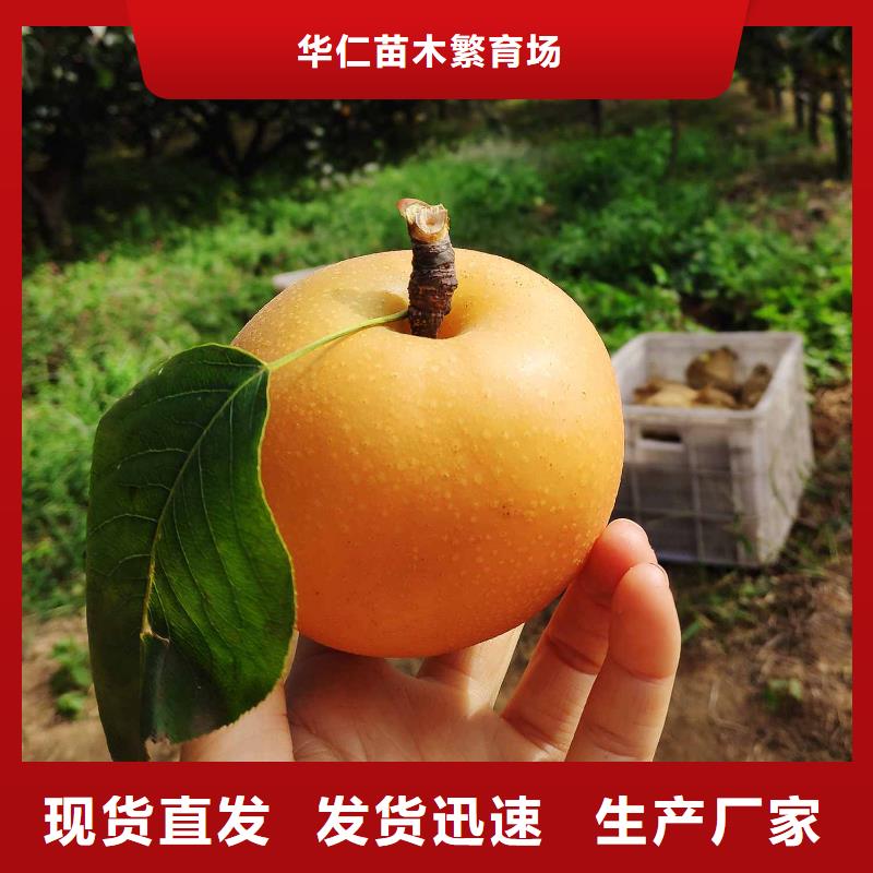 秋月梨苗種植方法
