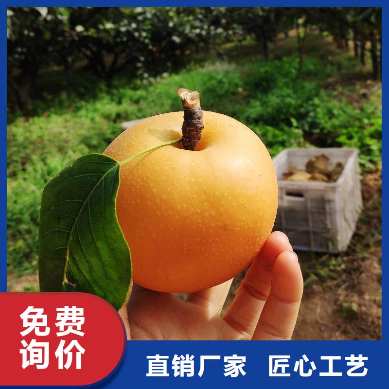 秋月梨苗新品種