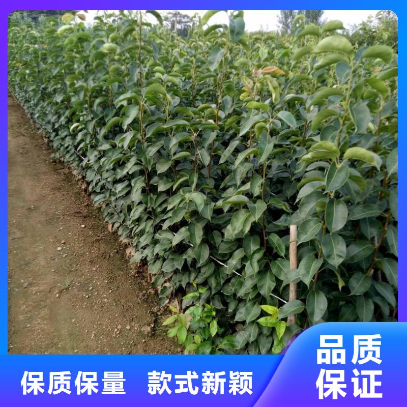 秋月梨種植苗哪里的價格低