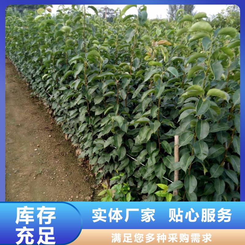 梨玉露香梨樹苗選擇我們選擇放心