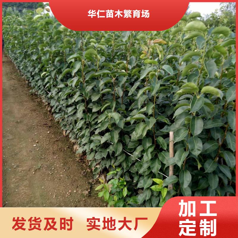 梨皇冠梨樹苗生產(chǎn)經(jīng)驗(yàn)豐富