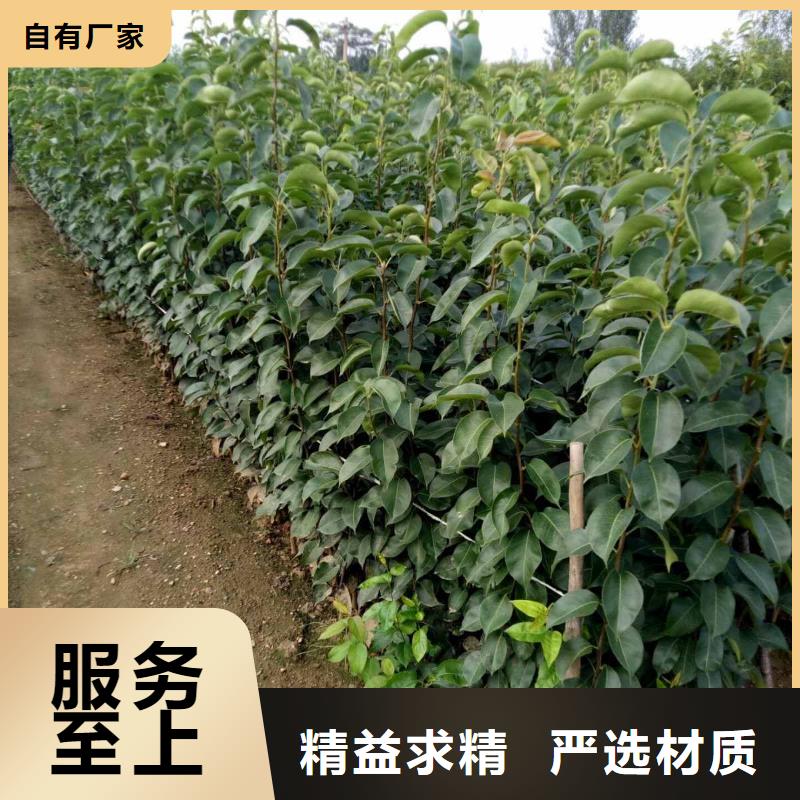 梨秋月梨樹苗多種場(chǎng)景適用