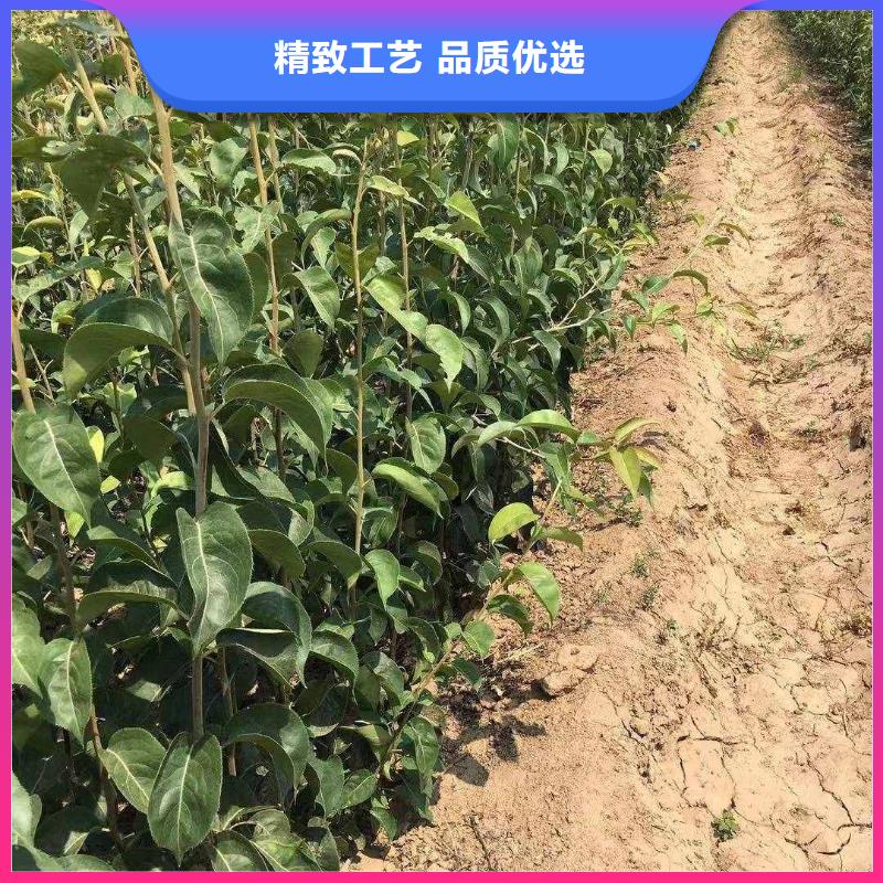 梨皇冠梨樹苗生產(chǎn)經(jīng)驗(yàn)豐富