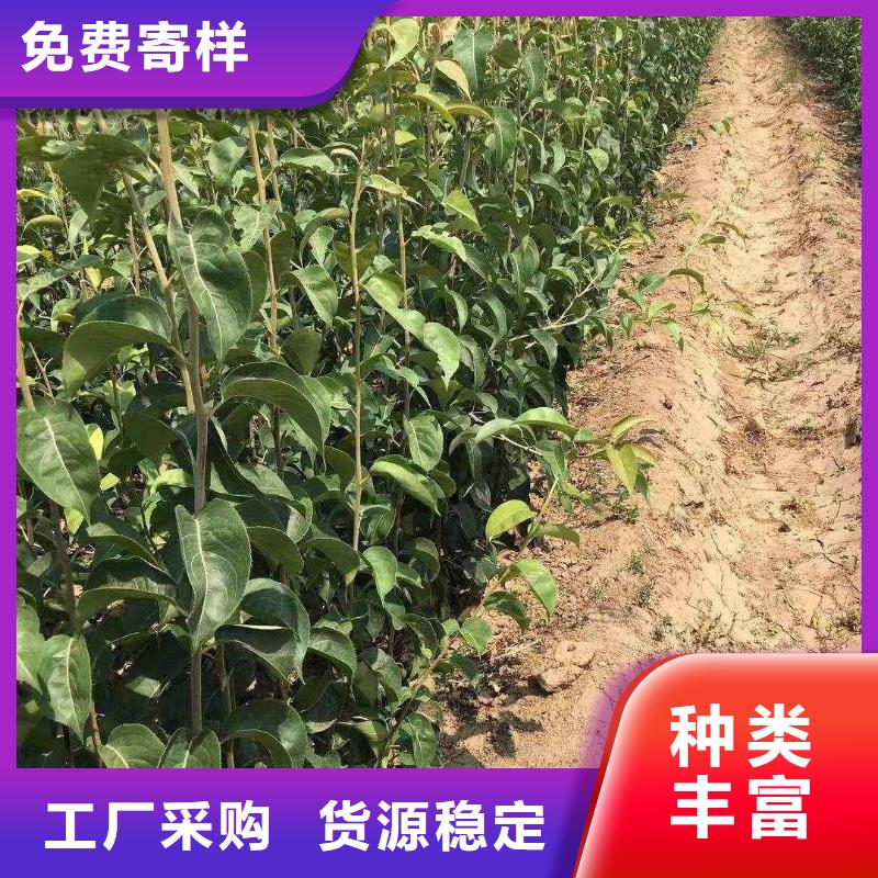 秋月梨種植苗哪里的價格低