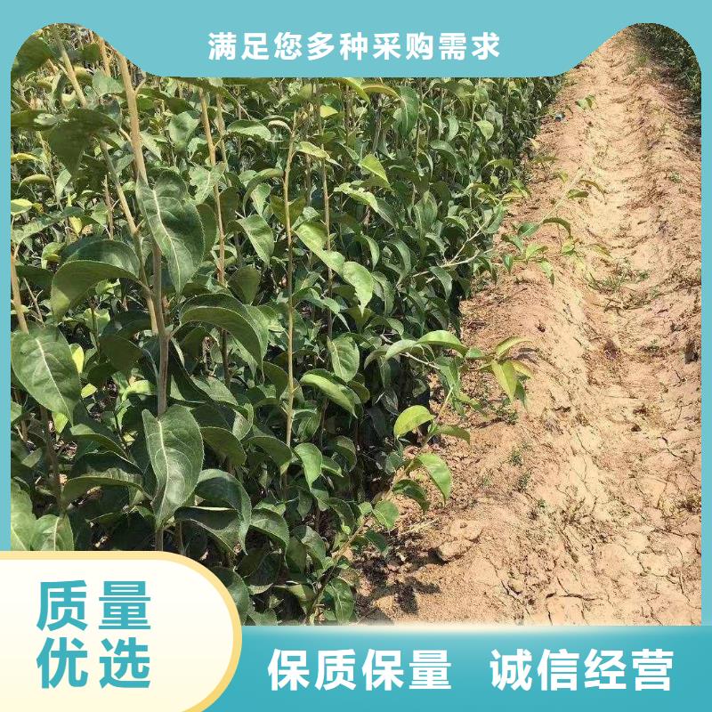 秋月梨苗種植方法