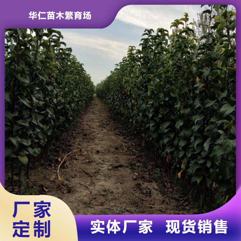 梨_新梨7號(hào)梨樹(shù)苗本地廠家值得信賴