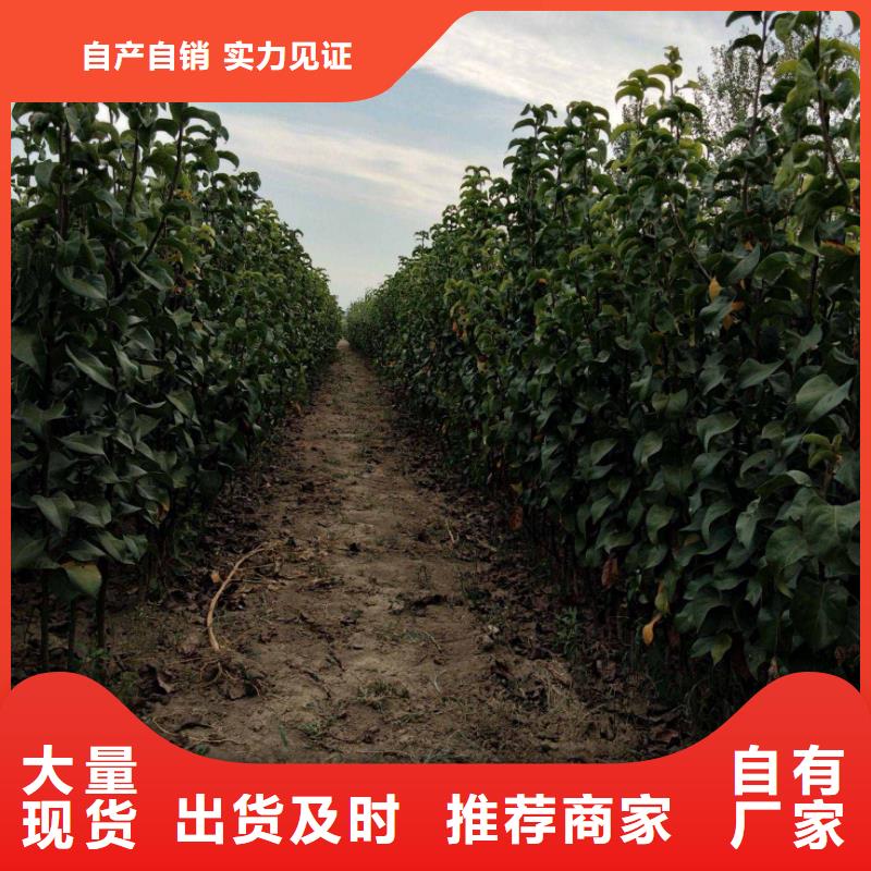 秋月梨樹(shù)苗出售