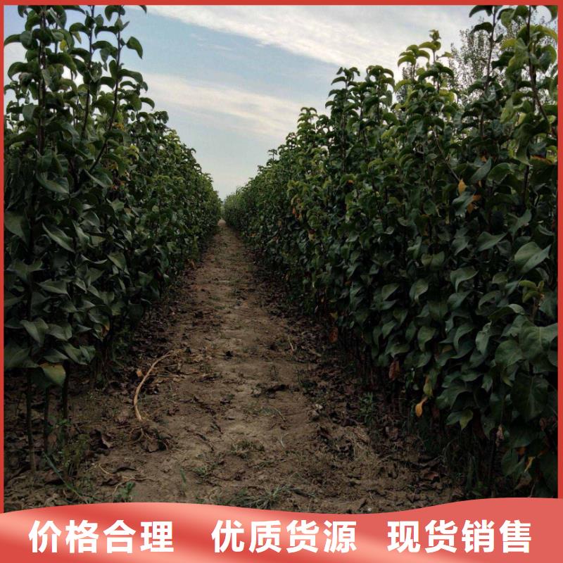 梨_山桃苗質(zhì)量安心