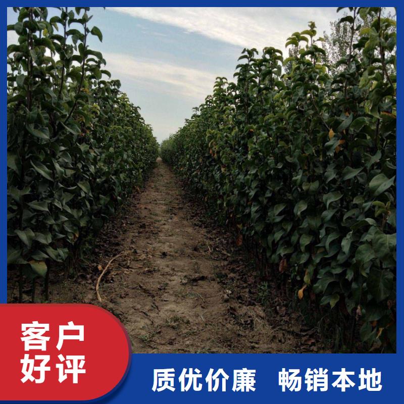 梨皇冠梨樹苗生產(chǎn)經(jīng)驗(yàn)豐富