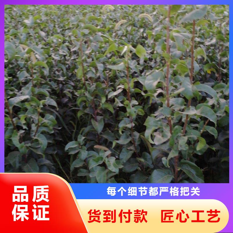 秋月梨樹(shù)苗種植方法及時(shí)間