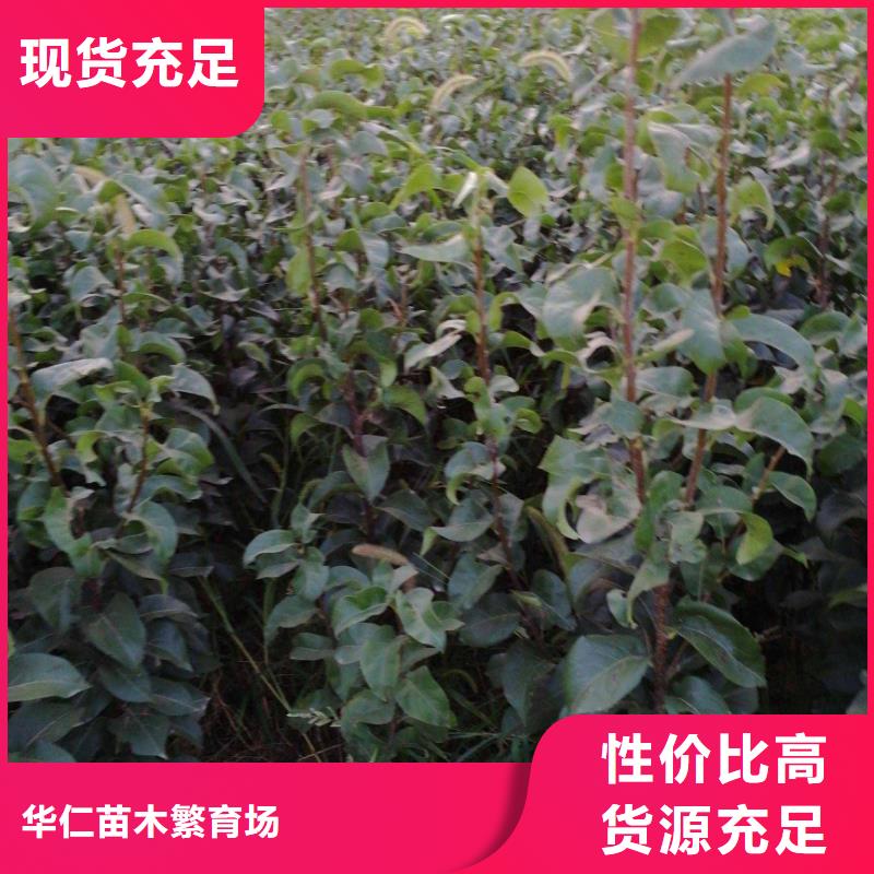 梨皇冠梨樹苗生產(chǎn)經(jīng)驗豐富