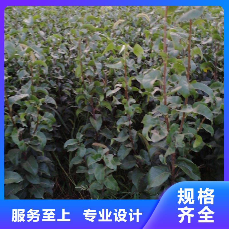 梨皇冠梨樹苗生產(chǎn)經(jīng)驗(yàn)豐富