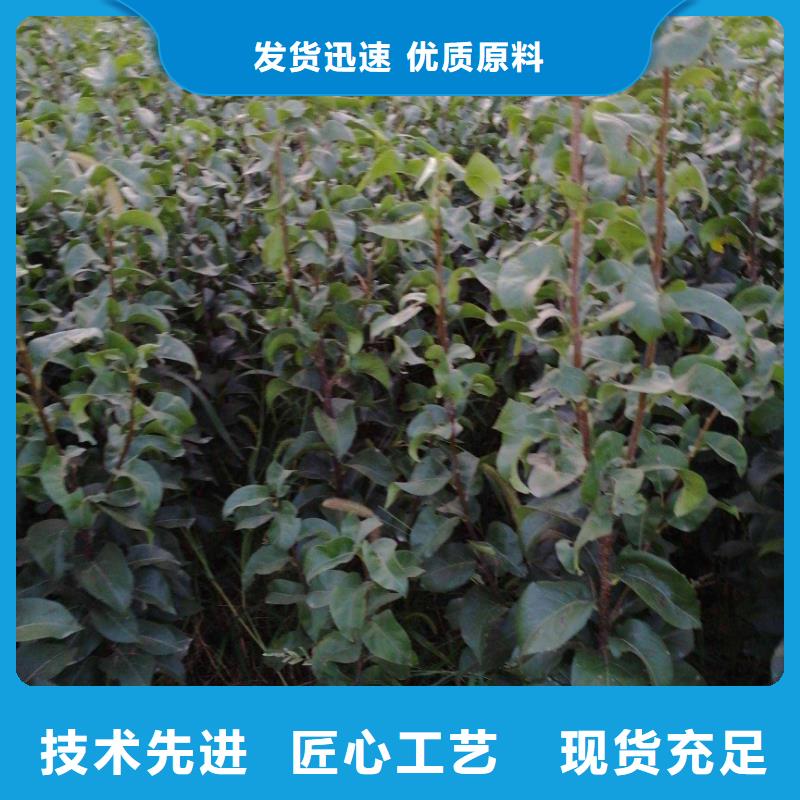 秋月梨苗品種