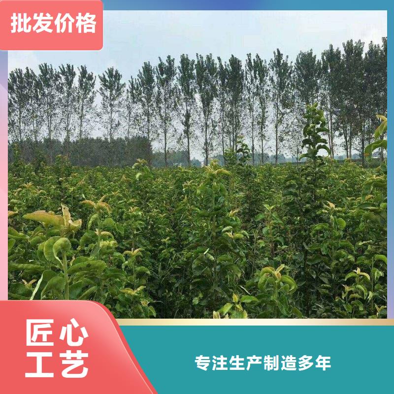 梨皇冠梨樹苗生產(chǎn)經(jīng)驗豐富