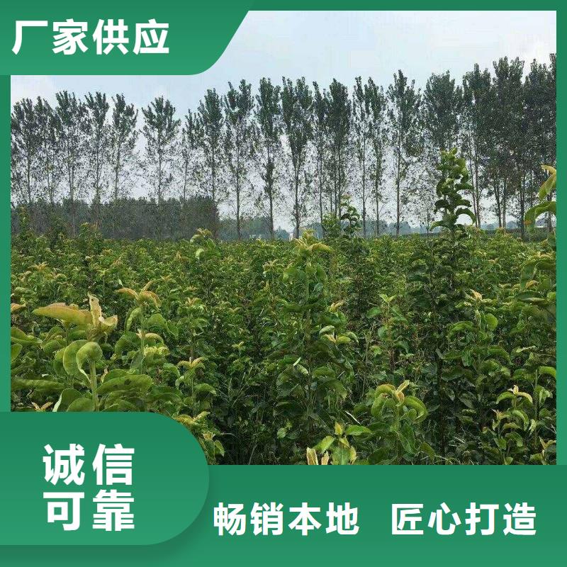 梨皇冠梨樹苗生產(chǎn)經(jīng)驗(yàn)豐富