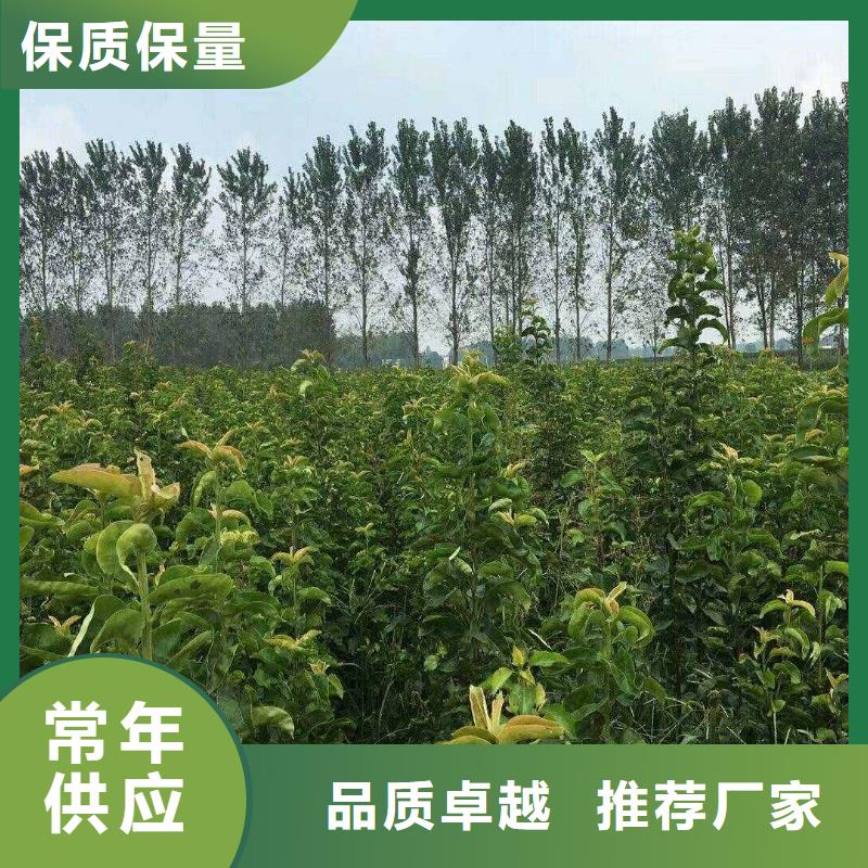 梨秋月梨樹苗誠信商家服務(wù)熱情
