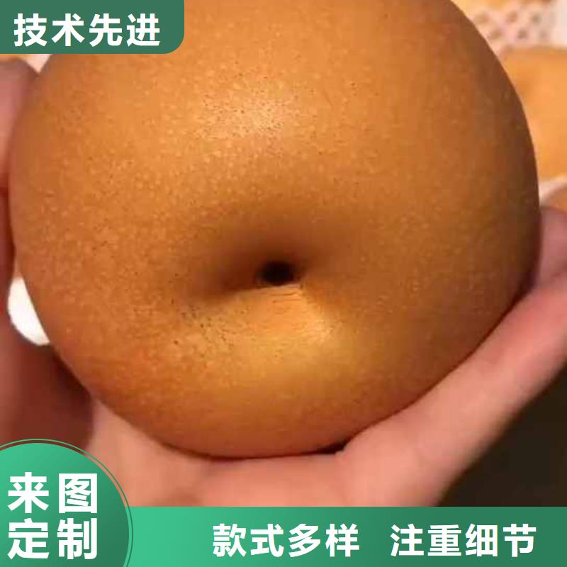 秋月梨種植苗生產(chǎn)基地