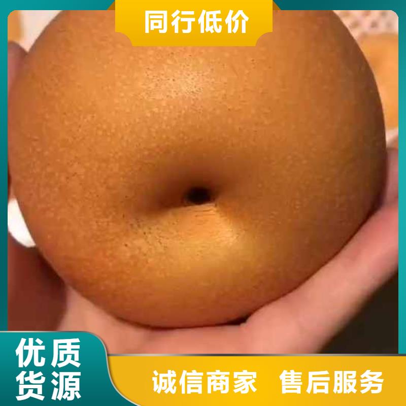 梨皇冠梨樹苗生產(chǎn)經(jīng)驗豐富