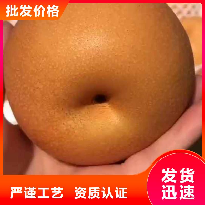 梨皇冠梨樹苗生產(chǎn)經(jīng)驗(yàn)豐富