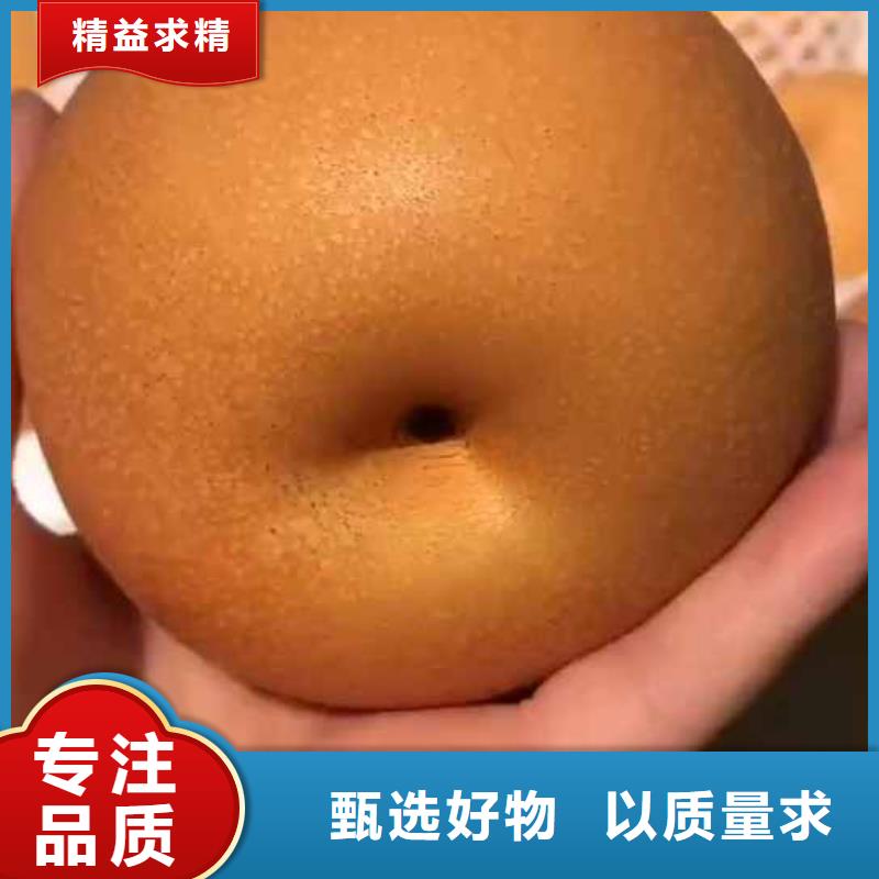 梨_新梨7號(hào)梨樹(shù)苗本地廠家值得信賴