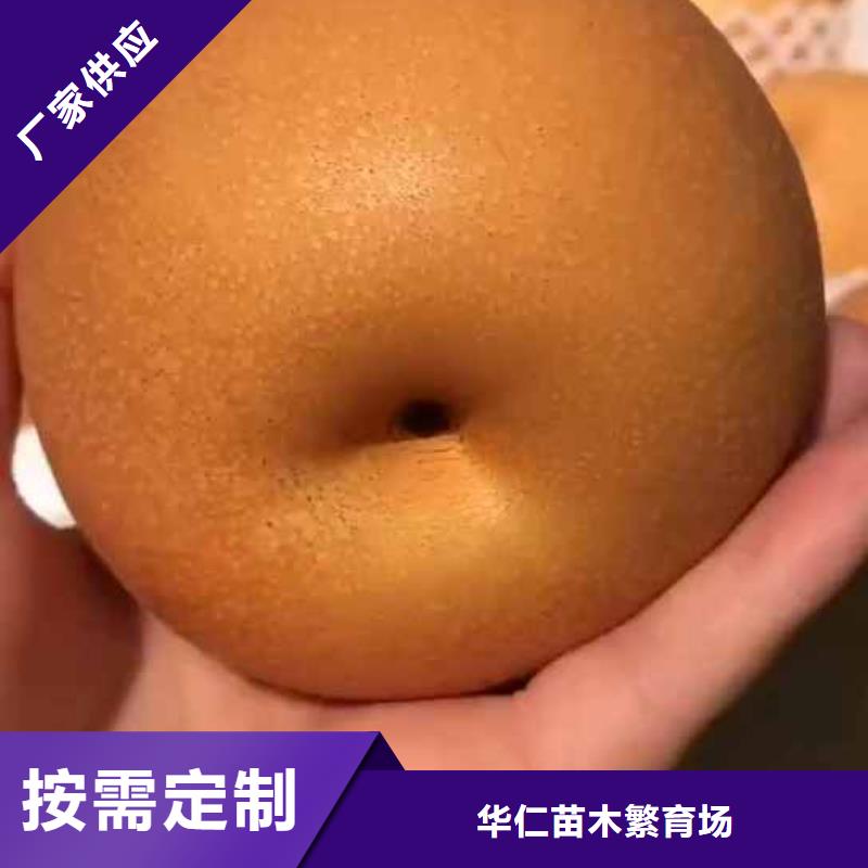 秋月梨樹(shù)苗出售