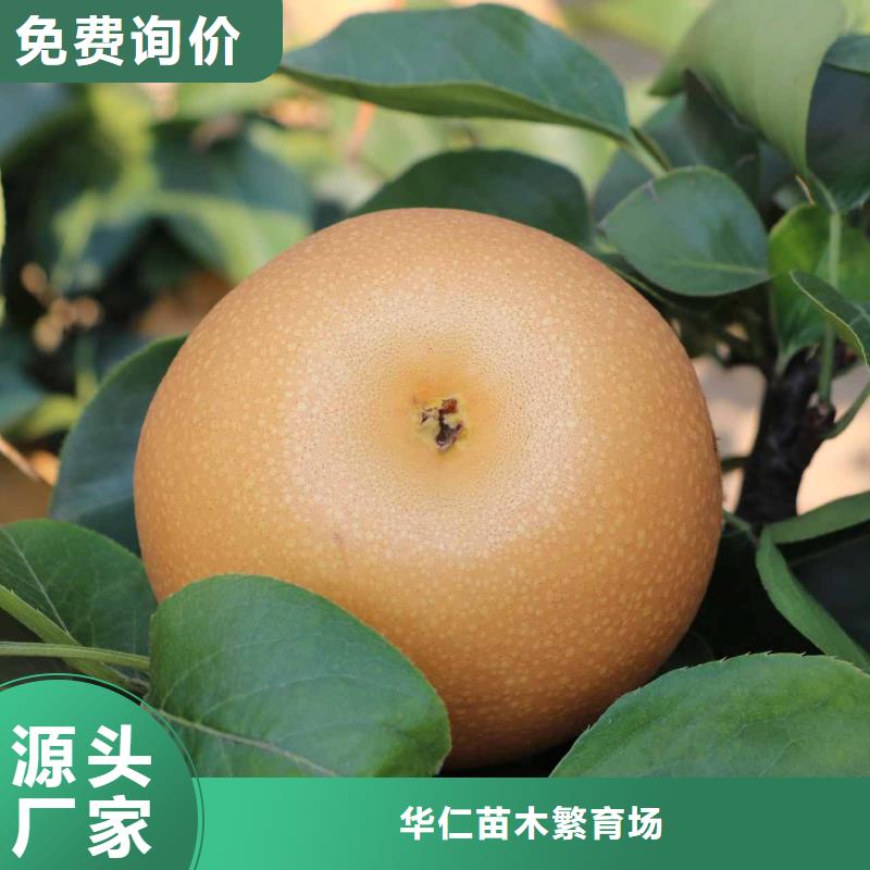 梨_新梨7號(hào)梨樹(shù)苗本地廠家值得信賴