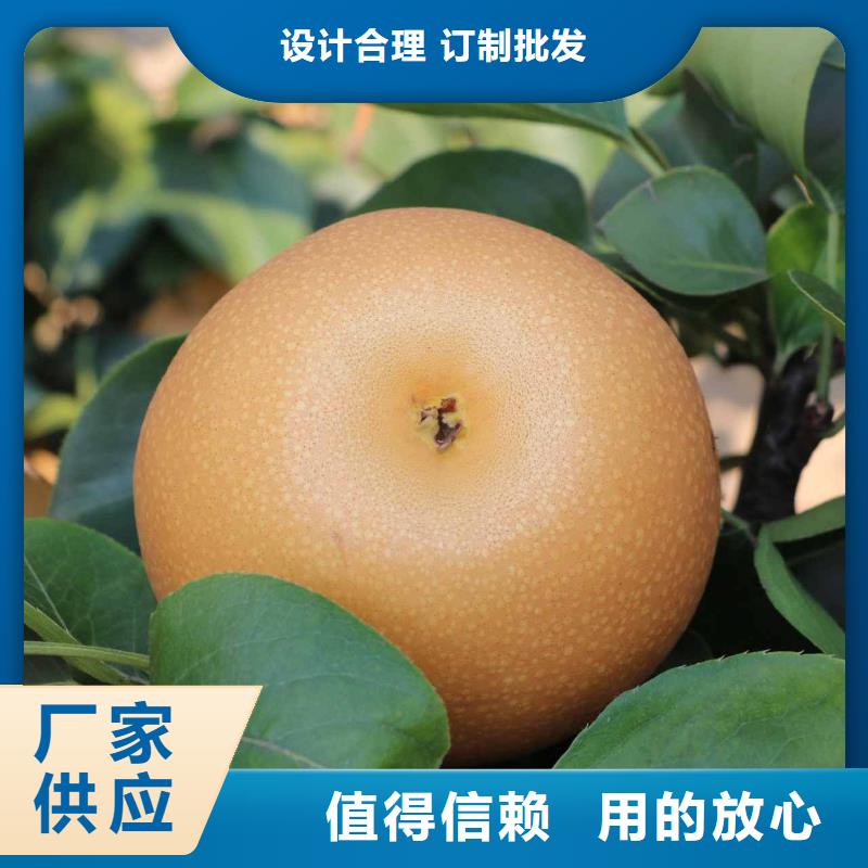 秋月梨樹(shù)苗出售