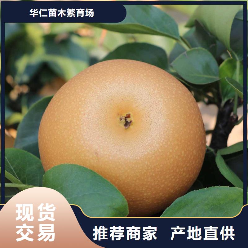 梨梨樹苗基地訂購