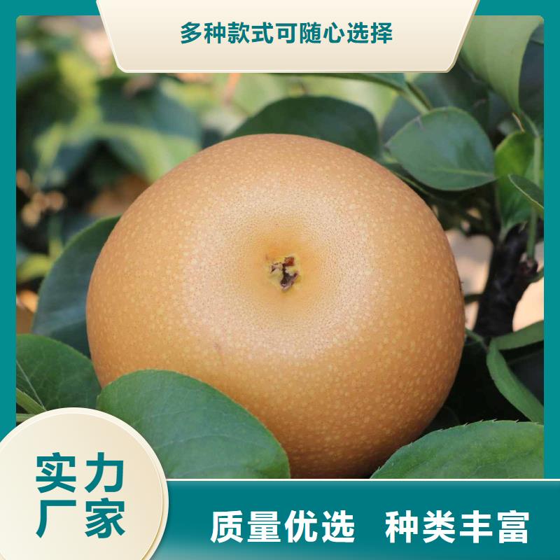 梨皇冠梨樹苗生產(chǎn)經(jīng)驗豐富