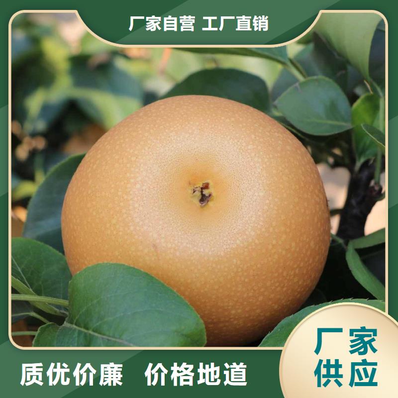 梨皇冠梨樹苗生產(chǎn)經(jīng)驗(yàn)豐富