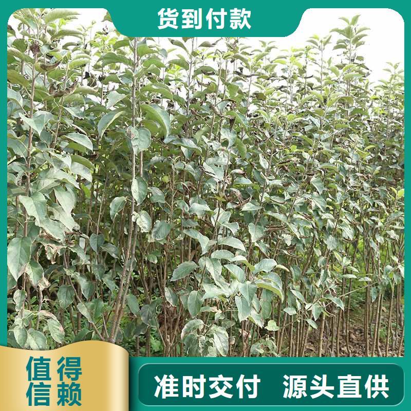 梨皇冠梨樹苗生產(chǎn)經(jīng)驗豐富