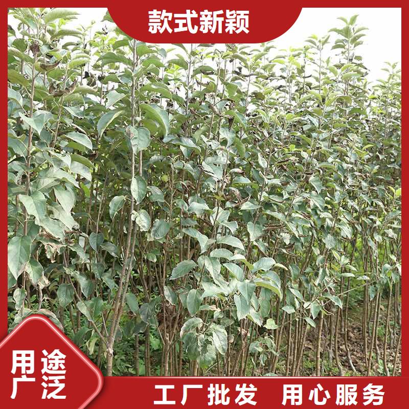 梨皇冠梨樹苗生產(chǎn)經(jīng)驗(yàn)豐富