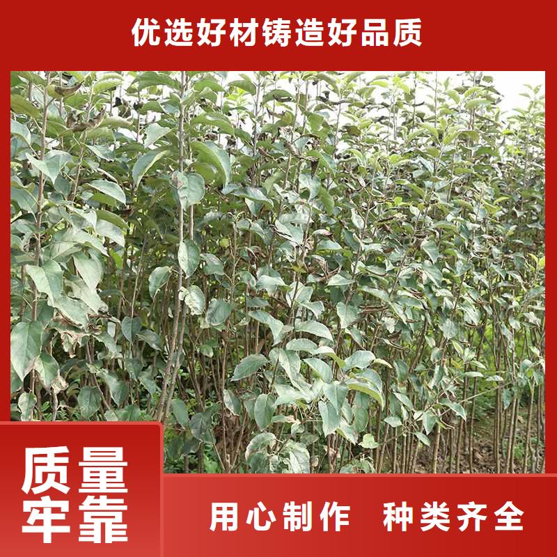 秋月梨苗品種