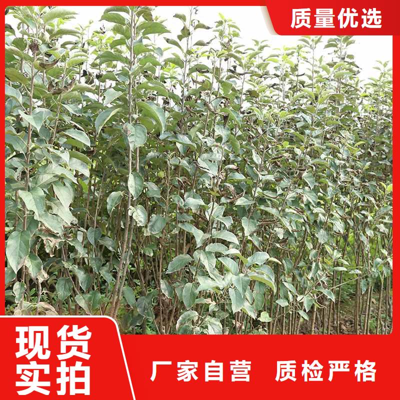 秋月梨樹(shù)苗種植方法及時(shí)間