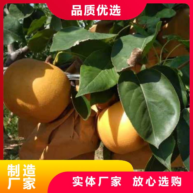 秋月梨樹(shù)苗出售