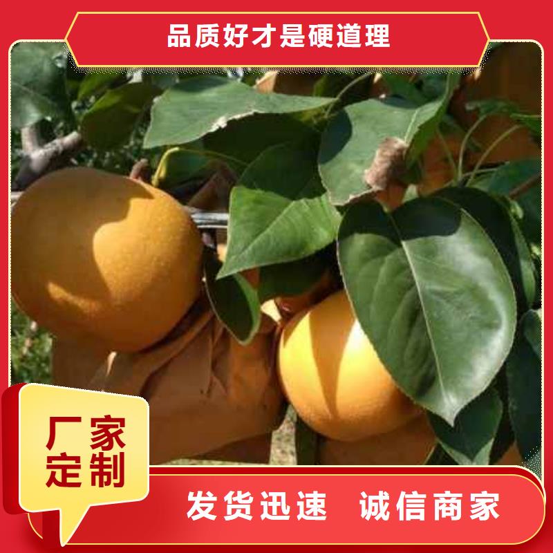 秋月梨苗種植方法